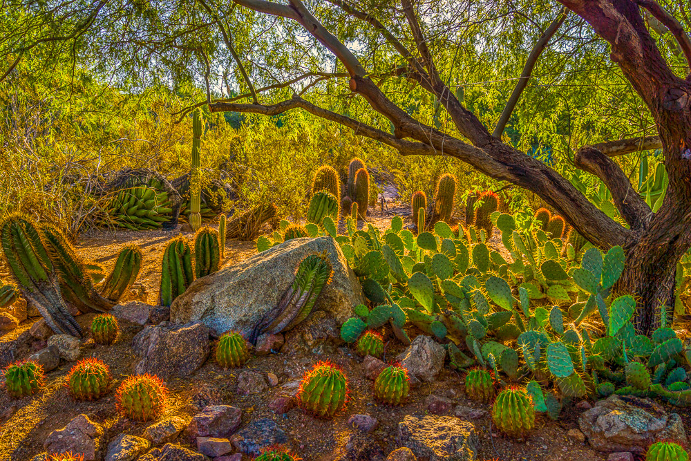 Desert Botanical Garden | The Reid Effect Video Production Desert Botanical Garden - The Reid Effect Video Production Services